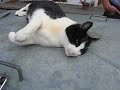 Happy Cat of Mürren