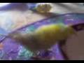 funny budgie, littel man take a bath in deep plate