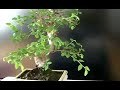 Bonsai 01