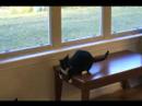 Cats can't stand foam darts - 5