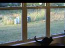 Cats can't stand foam darts - 5