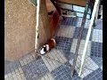 Nador Hamster Nador Hamster