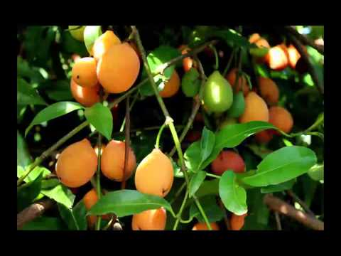 how to grow achacha from seed