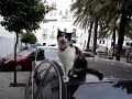 Click here to watch this video Cat Calling For The Birds