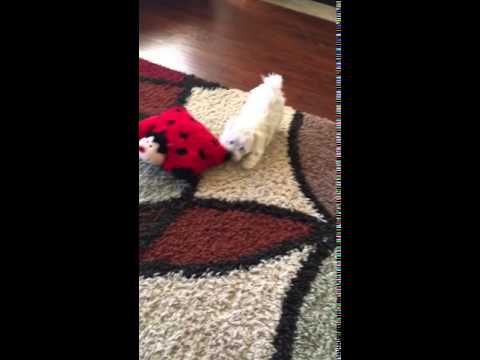 Leah playing her puppy games.