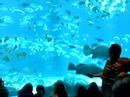 Georgia Aquarium Trip