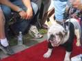 2007-Bulldog-Beauty-