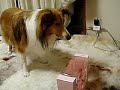 Click here to watch this video 加湿器にビビる、ショコラ2006 02 13