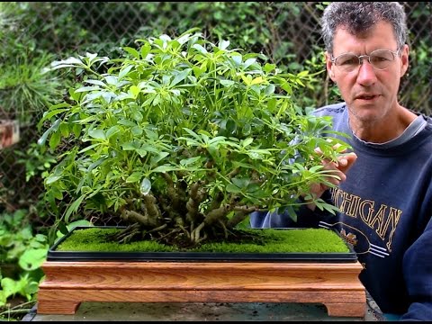 how to care for dwarf umbrella tree