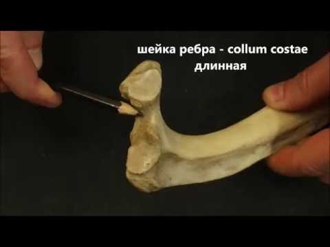 Рёбра домашних животных