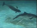 Wow! Dolphin ! ! ! ???????! ?18?? Wow! Dolphin ! ! ! ???????! ?18??