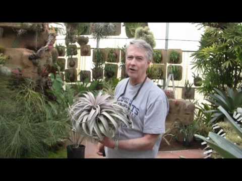 how to care for xerographica