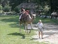ラクダ動画