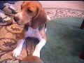 Beagle with Puppies Beagle with Puppies
