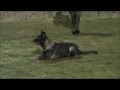 Gravin Anka vd Hanehoeve 16-02-2012 manwerk ...