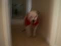 videos de Alfie the American Bulldog supporting Manchester United!