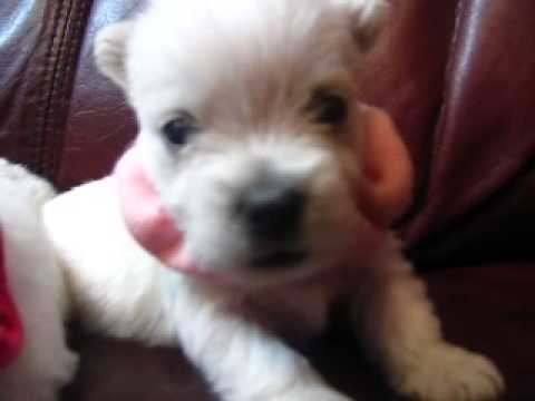 AKC Registered Pink Cotton Girl Growling