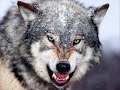 Wolf-Never Alone Wolf-Never Alone
