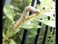 fat catepillar