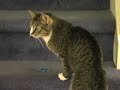 Reluctantly Playful Cat Reluctantly Playful Cat