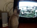 Yumi - minha gata v� teve