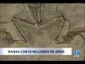 Ranas f�siles de Teruel de 10 millones de a�os