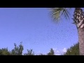 Tree-Swallows-Pre-mi