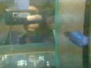 betta splenden voile court