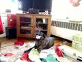 videos de Josie's New Squeaker