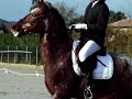 Marie et Colt : entrainement dressage au tournebride - centre équestre de Pollionnay