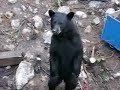 Bear at the drill