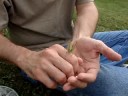 Gaspode the Grasshopper Takes Off!