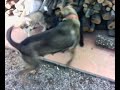 cloe che litiga con il suo cucciolino. cloe che litiga con il suo cucciolino.