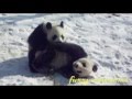 Cute panda playing snow