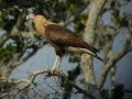 Northern Caracara - Caracara cheriway Northern Caracara - Caracara cheriway