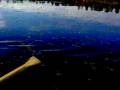Lily pad paddle on long pond adirondack mts ny