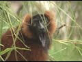 Lemur