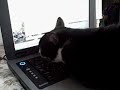 River sez: Kittehs kan haz twitter River sez: Kittehs kan haz twitter