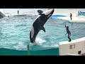 鴨川シーワールド  シャチパフォーマンス  2019年7月12日  13時00分〜  Kamogawa Sea World
