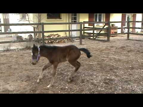 Poulain - DMC Jessie's Valentine, pouliche paint horse à vendre (mère quarter horse, origines cutting : Smart Little Lena, Dry Doc, Jessie James), a 9 jours, première ...