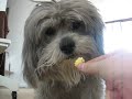 Cookie Eats Popcorn!