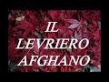 IL LEVRIERO AFGHANO