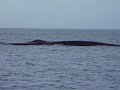 Finback Whale