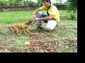 canilcaraibas.com