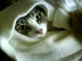 Cat named ____. Cat named ____.