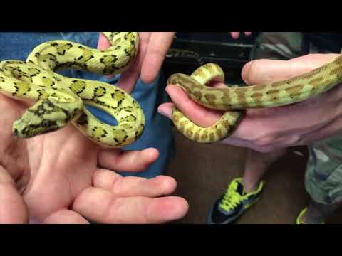 YouTube reptile video