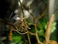Net-Casting Spider (Deinopis) Catching A Fly [08\ Net-Casting Spider (Deinopis) Catching A Fly [08\