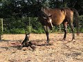 Eerste hinnikje Eerste hinnikje