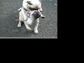 stevie the pug puppy doesnt do steps
