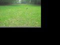 stevie the pug puppy doesnt do steps
